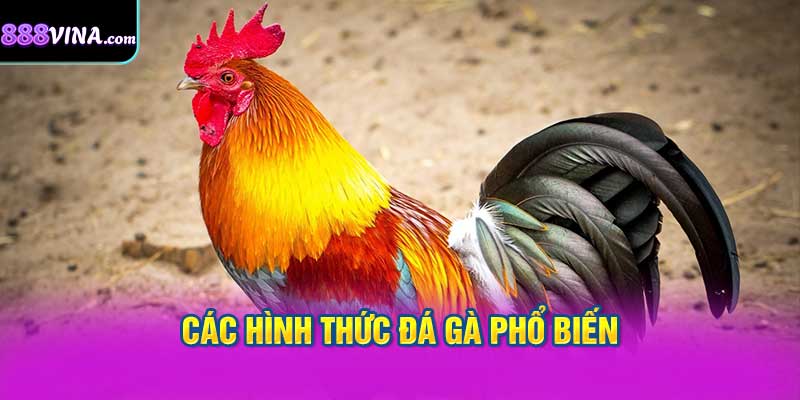 Các Hình Thức Đá Gà Phổ Biến