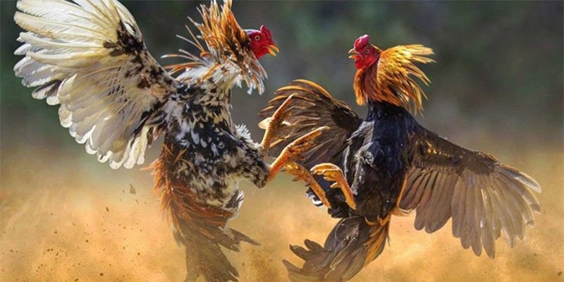 Tại 888VI có đa dạng các trận đấu cho bạn chọn